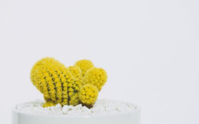 Livre Blanc – 7 façons d&rsquo;optimiser votre expérience client